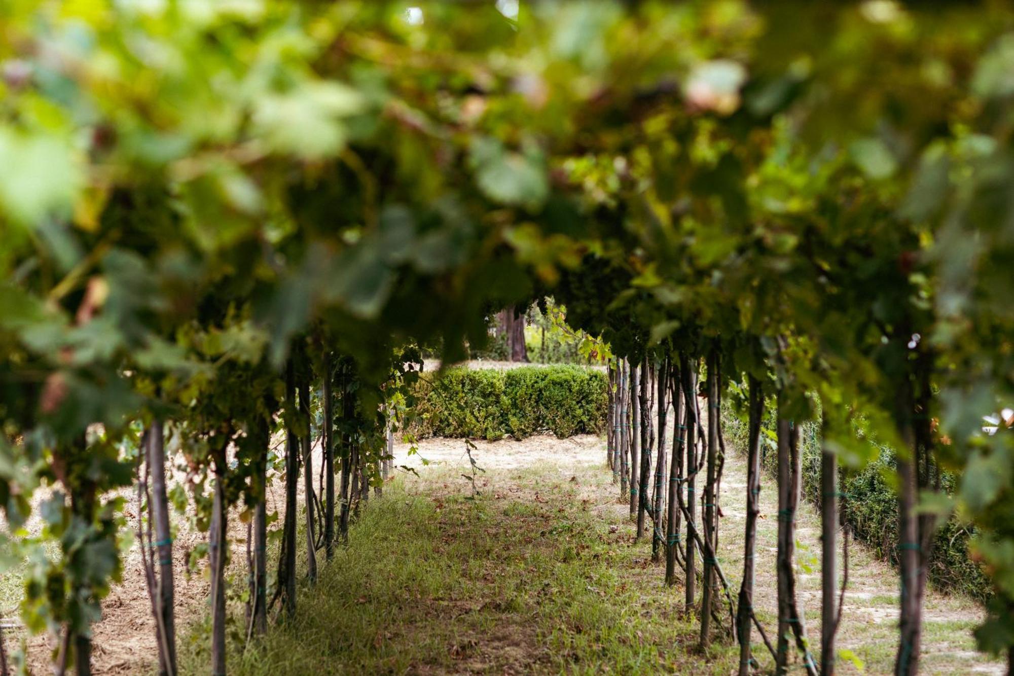 וינצ'י Boutique Wine Resort - Villa Dianella מראה חיצוני תמונה